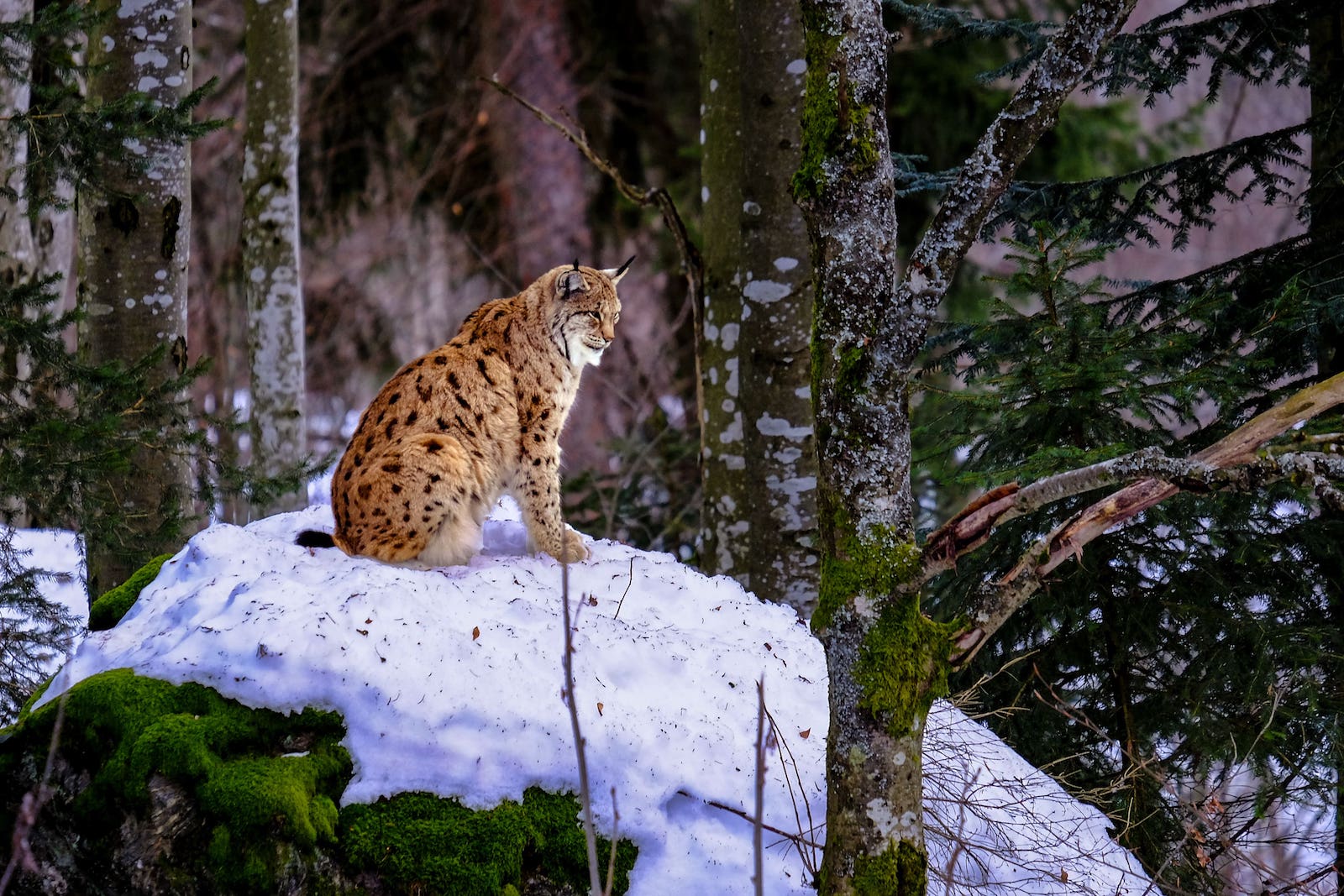 Life support for lynxes