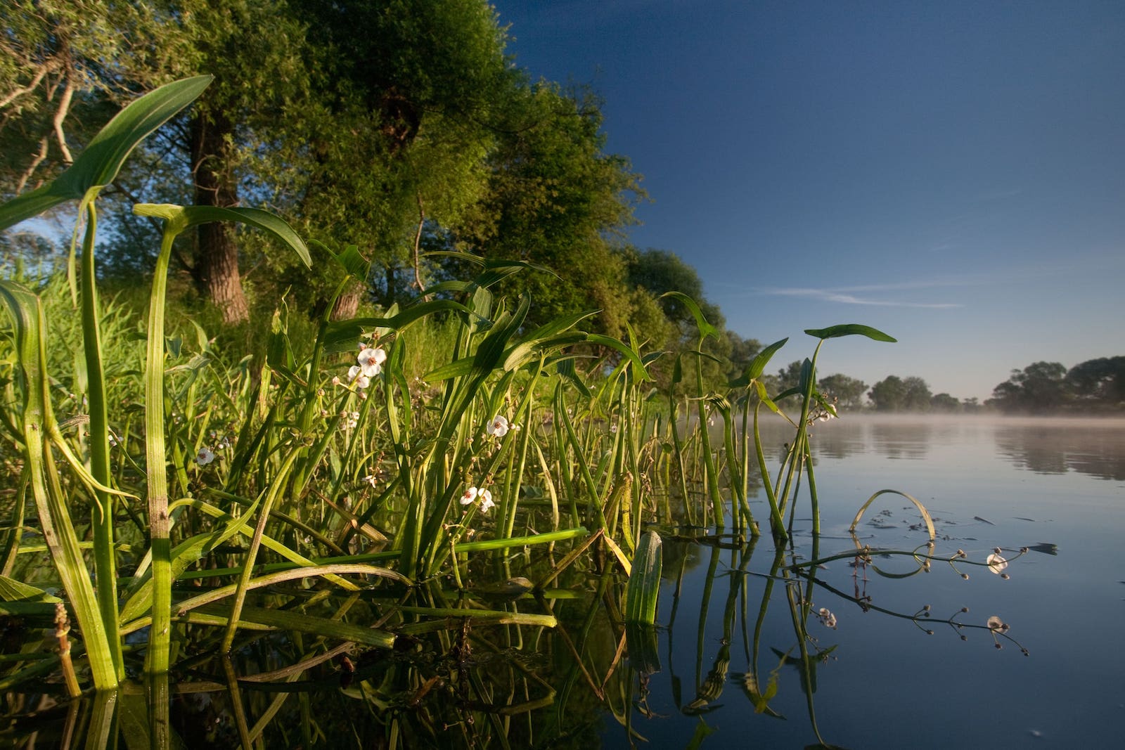 River renaturation with NABU